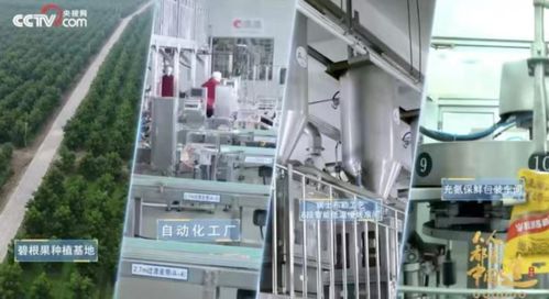 洽洽20年 一把堅果背后的匠心與堅守，與網絡科技領域技術開發的跨界啟示